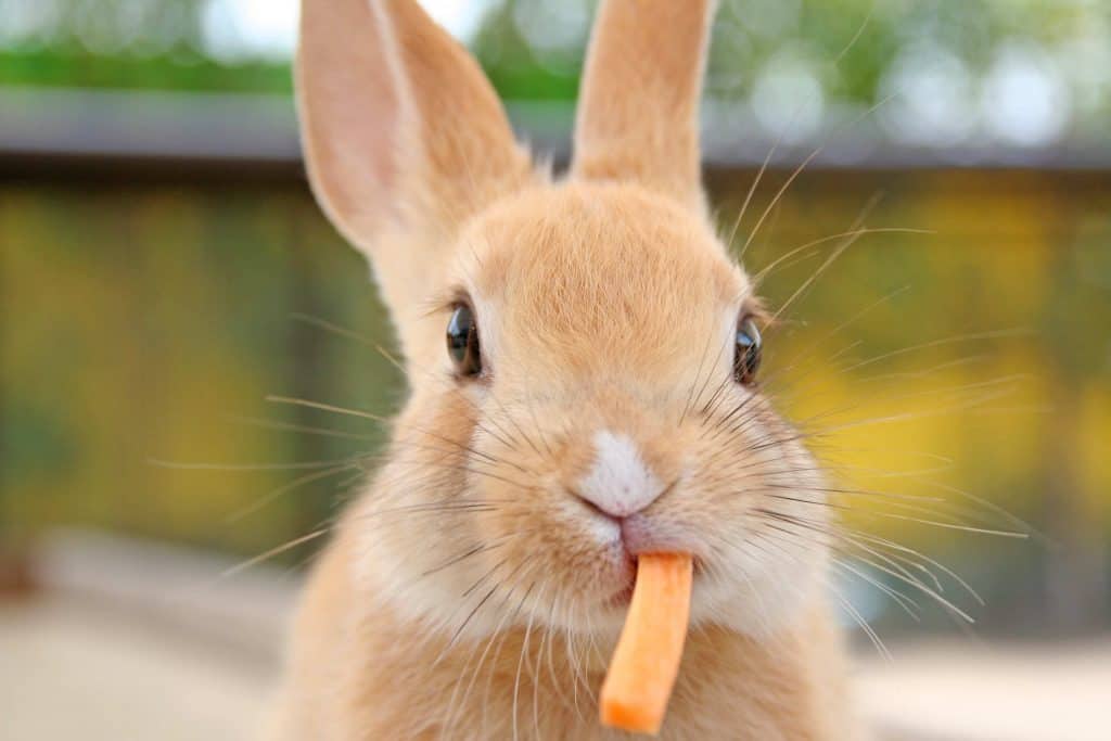 Kaninchen artgerecht halten